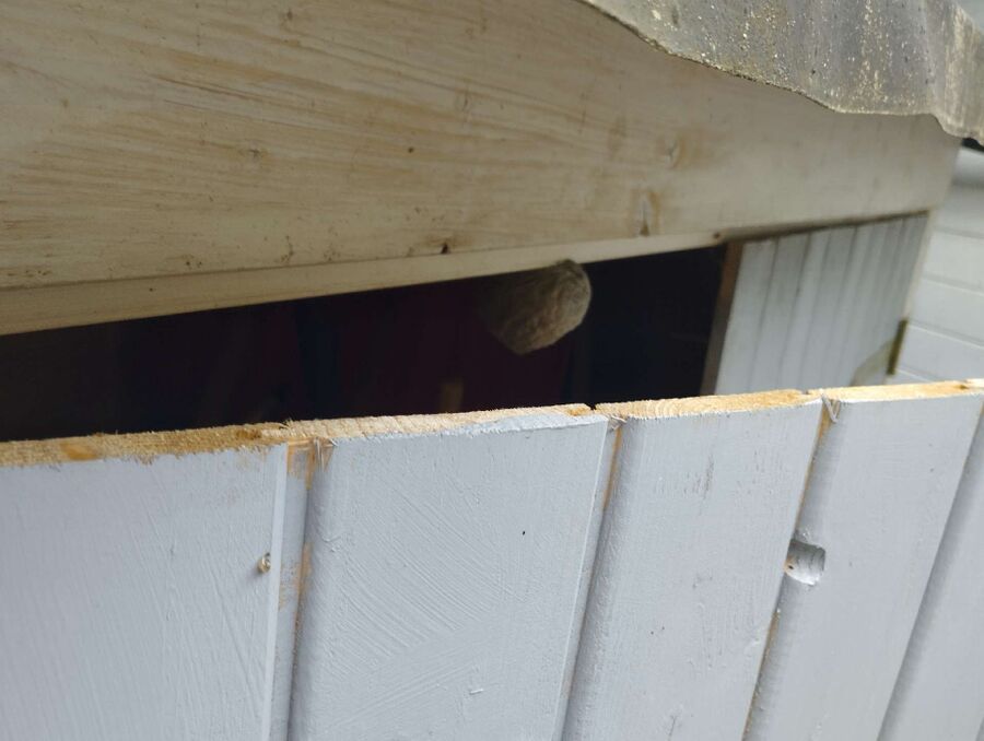 nid d abeille que faire