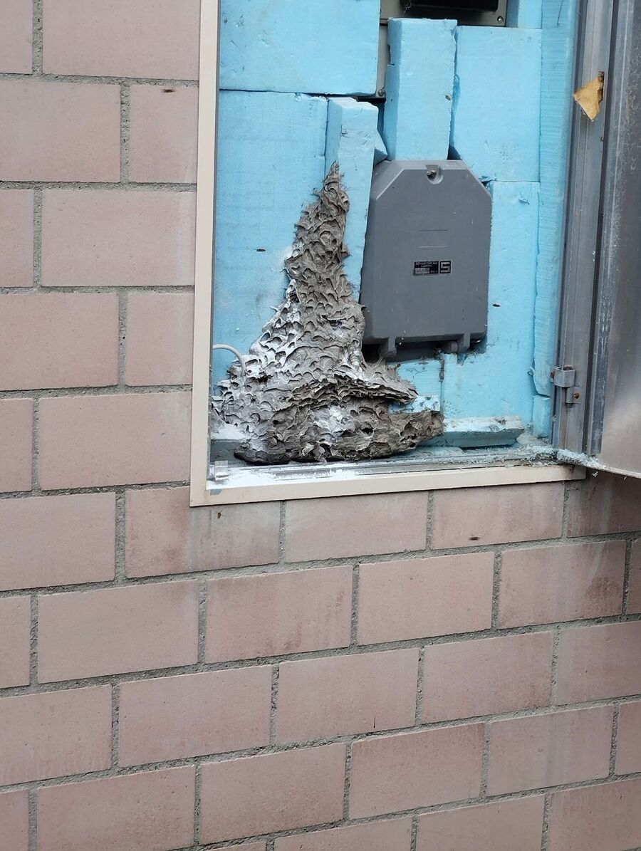 essaim d abeille enlevement