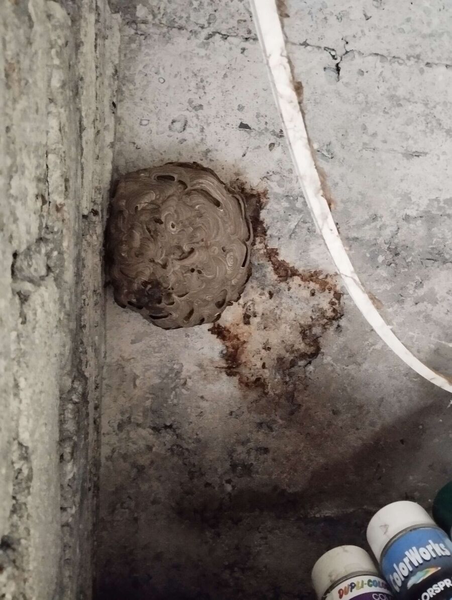 ruche abeille maison que faire