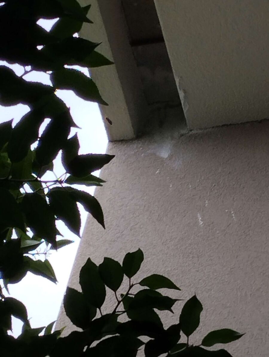 essaim d abeille enlevement