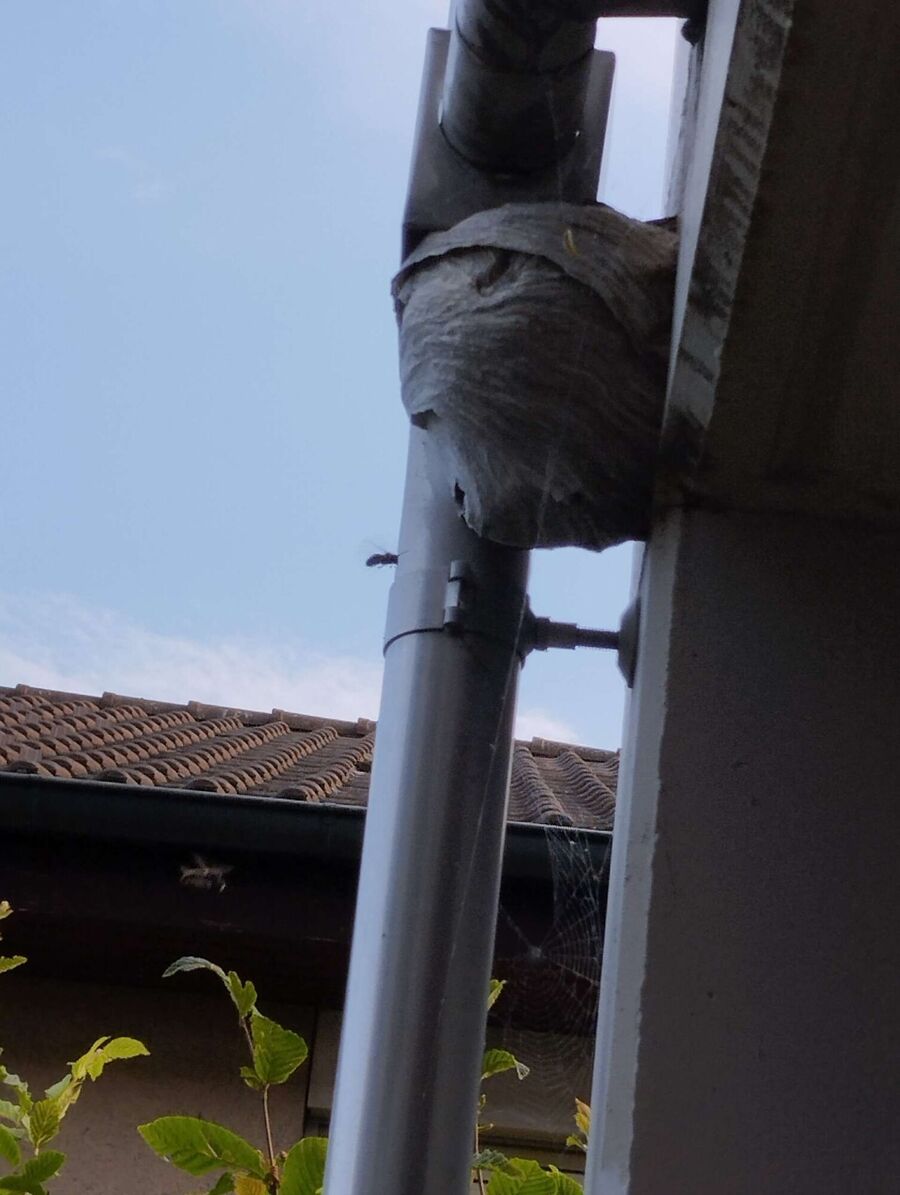 nid d abeille que faire