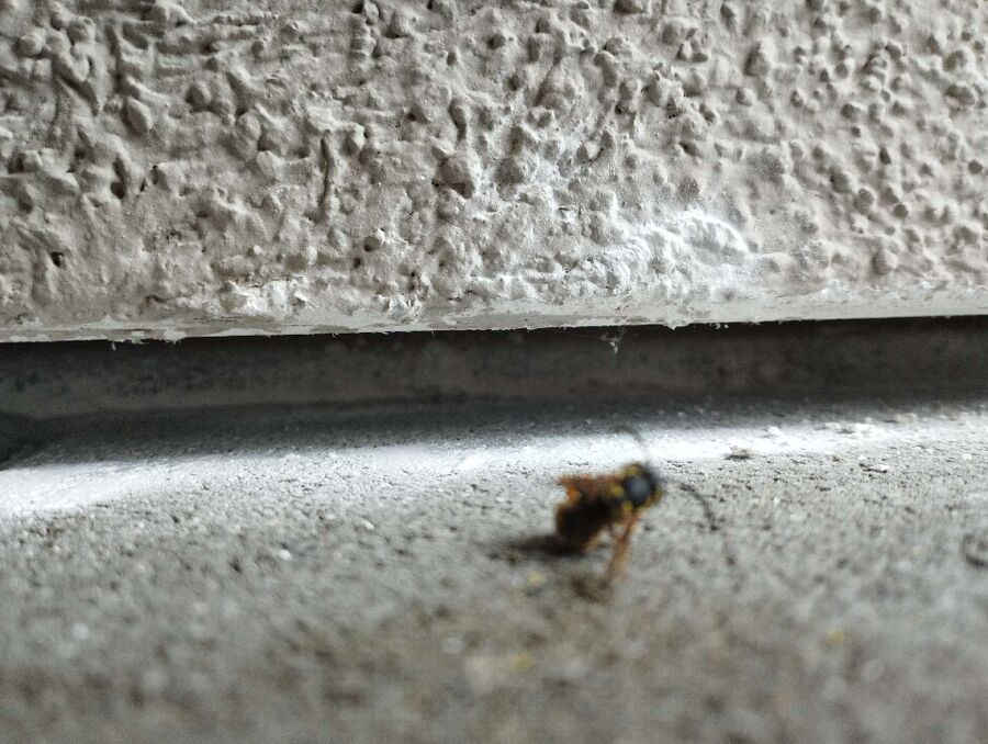 ruche abeille maison que faire