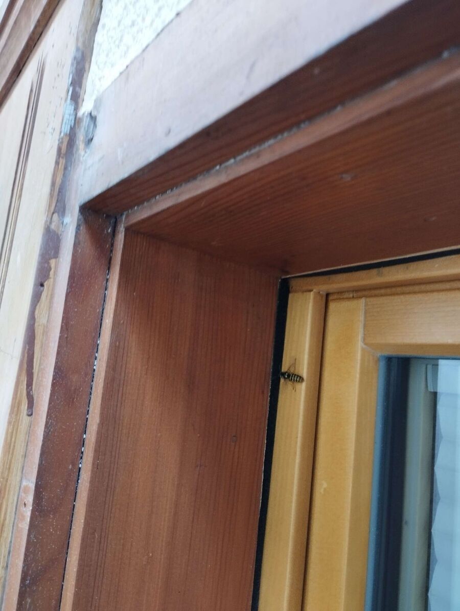 enlever un nid d abeille