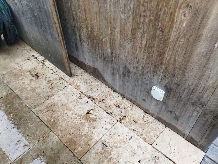 ruche abeille maison que faire