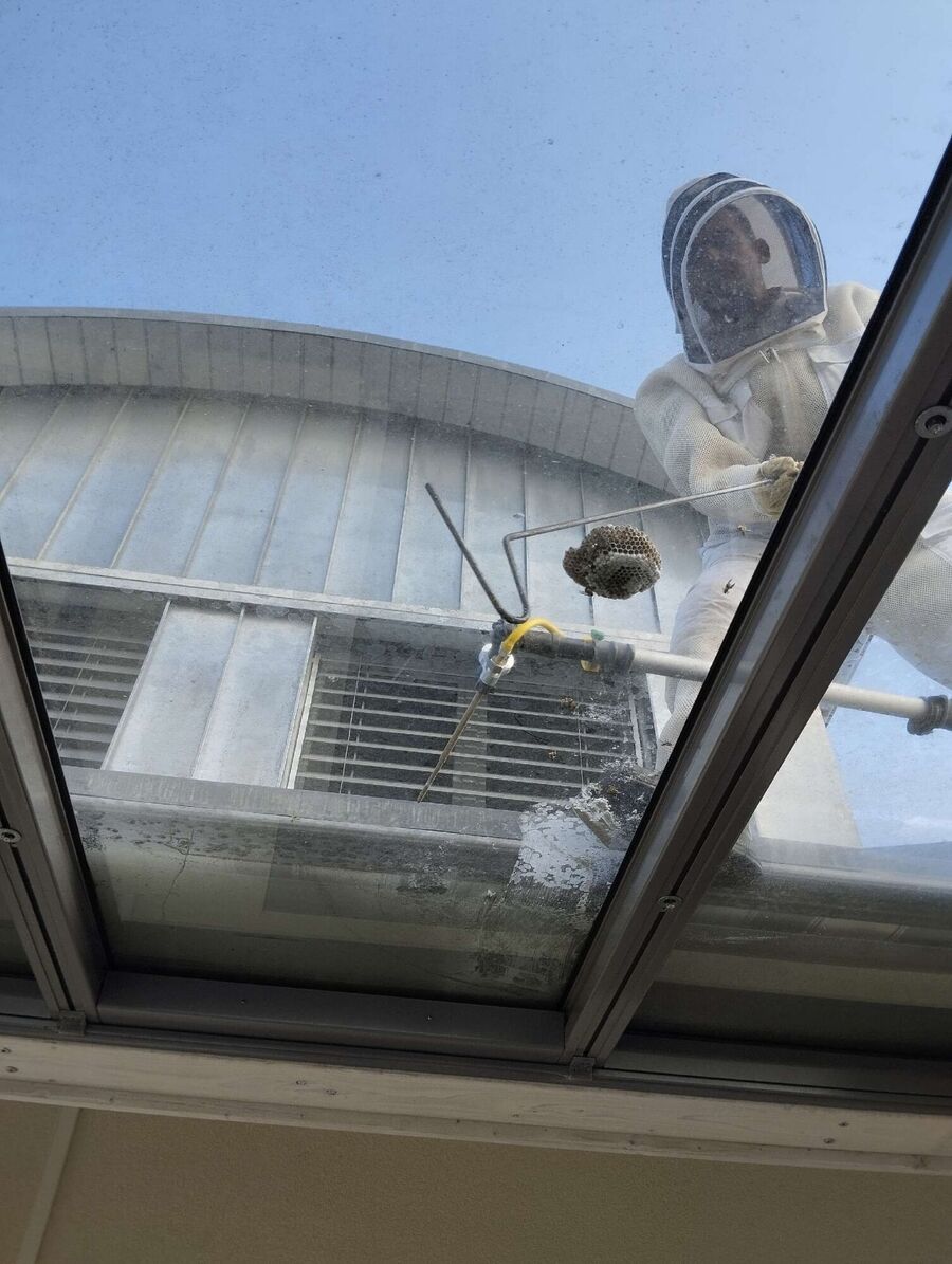 nid d abeille que faire