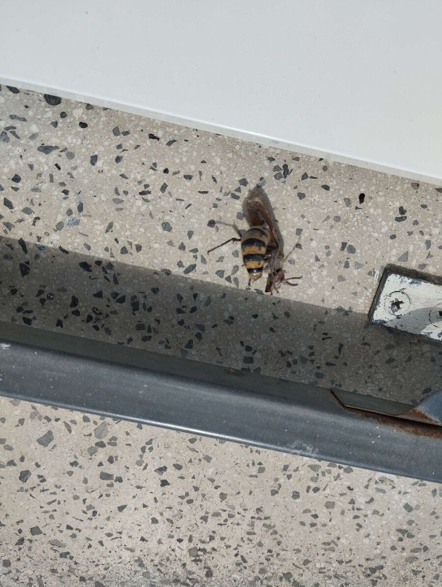 ruche abeille maison que faire