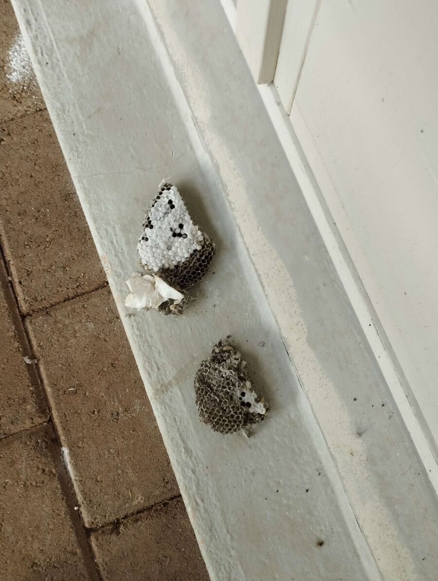 essaim d abeille enlevement