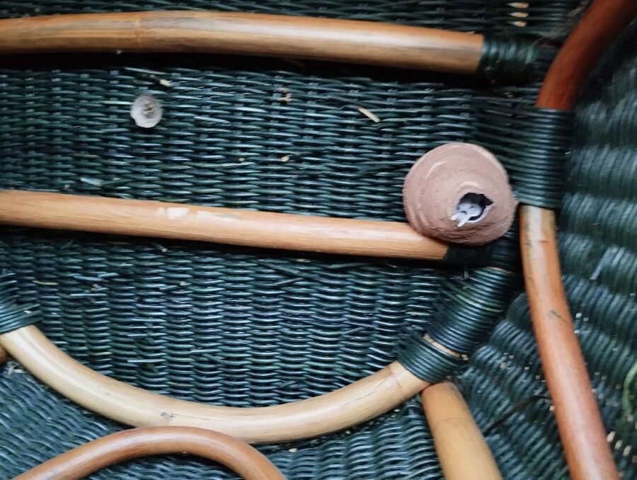 nid d abeille que faire