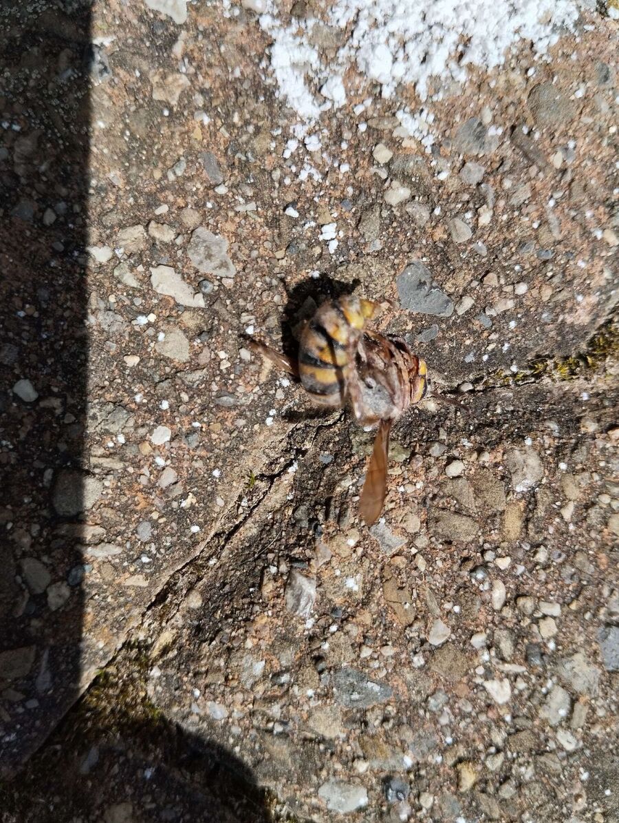 ruche abeille maison que faire