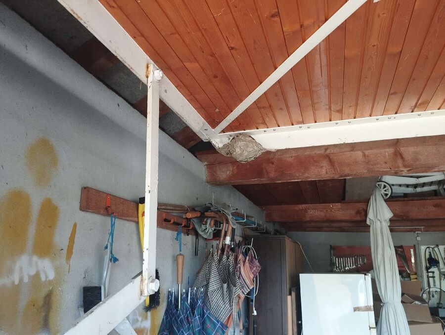 essaim d abeille enlevement