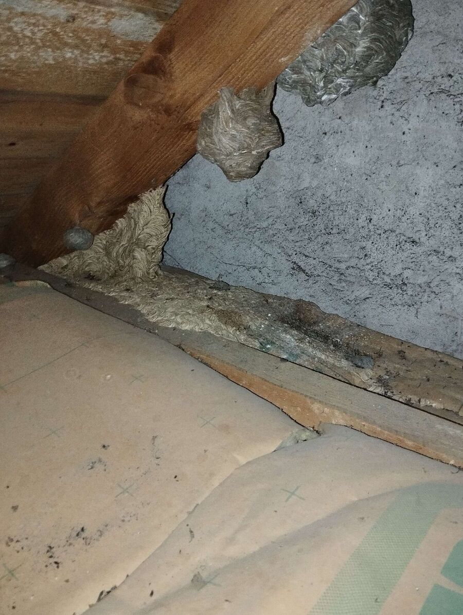 essaim d abeille enlevement