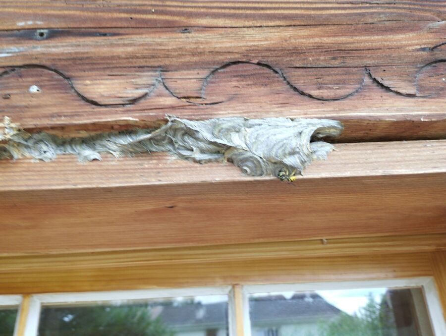 essaim d abeille enlevement