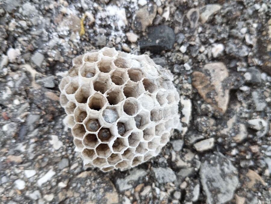 essaim d abeille enlevement