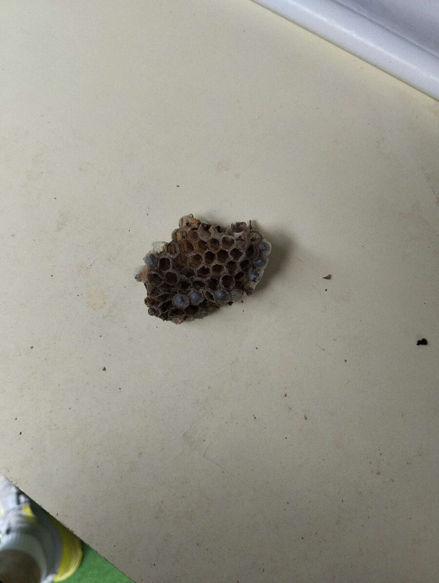 enlever un nid d abeille