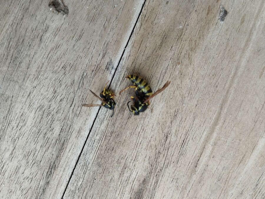 nid d abeille que faire