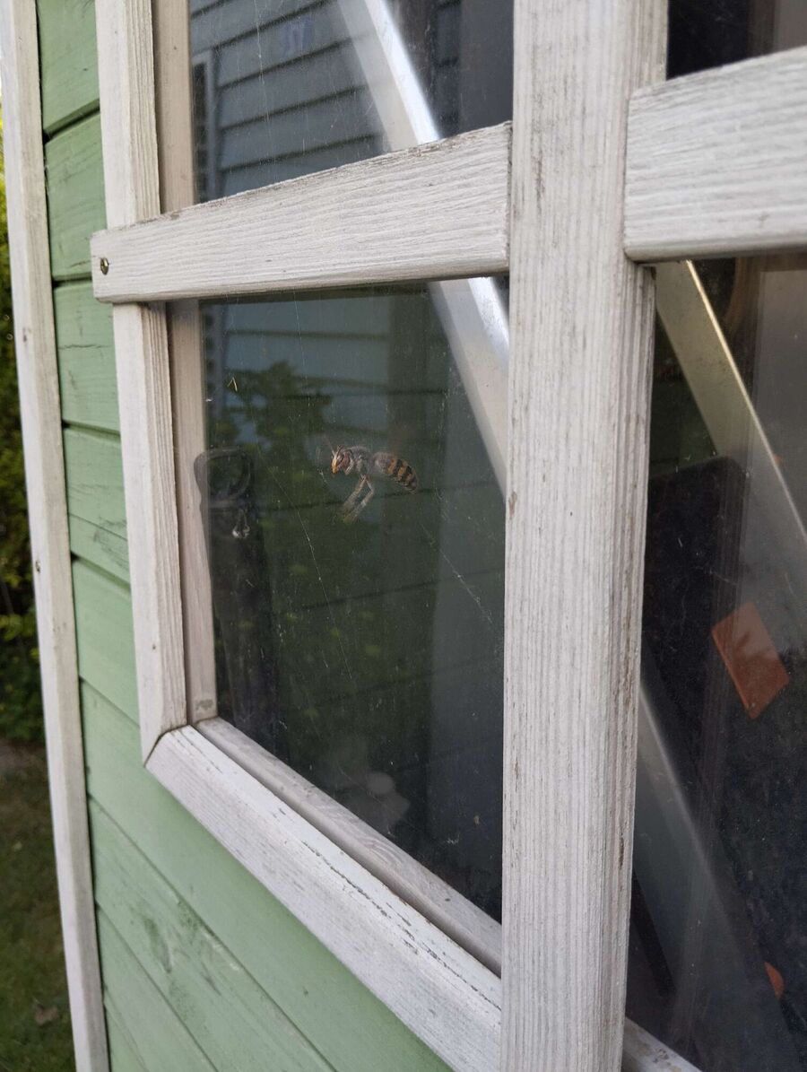 essaim d abeille enlevement