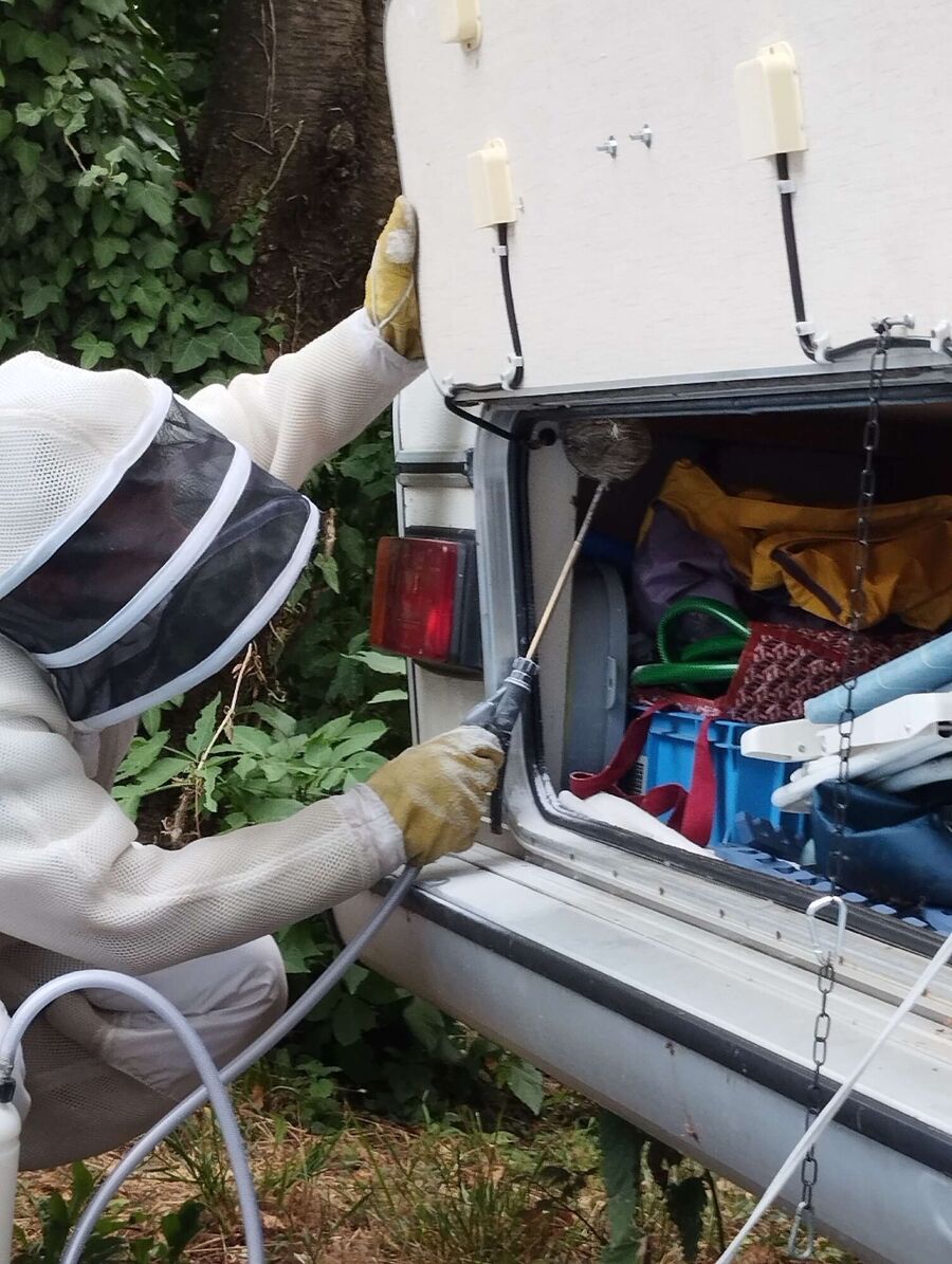 ruche abeille maison que faire