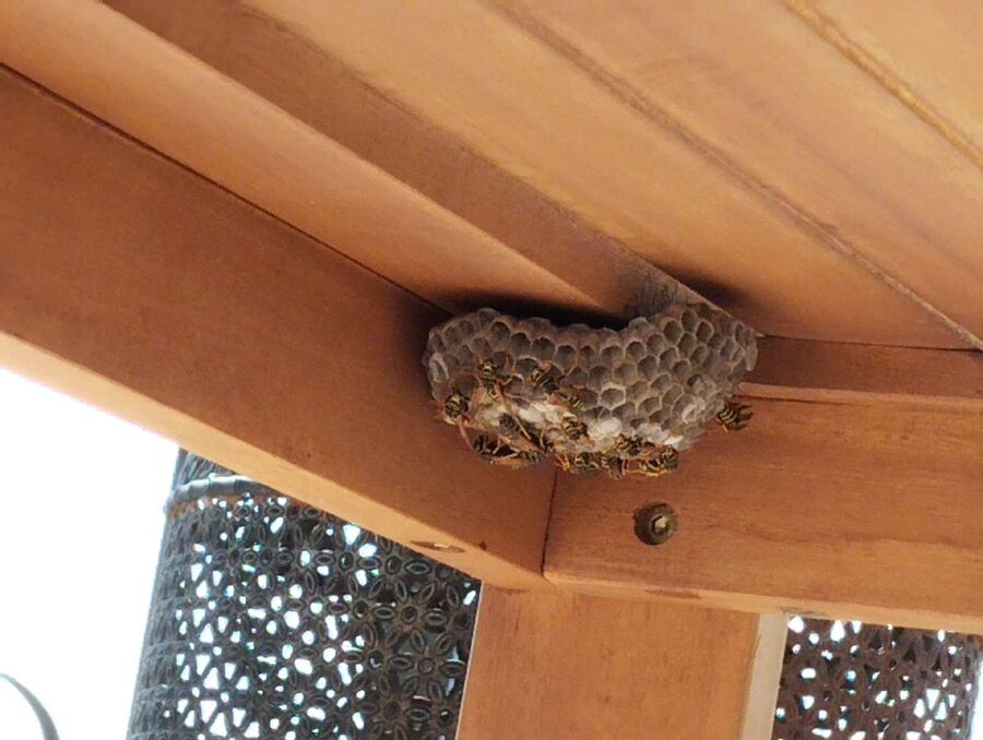 enlever un nid d abeille