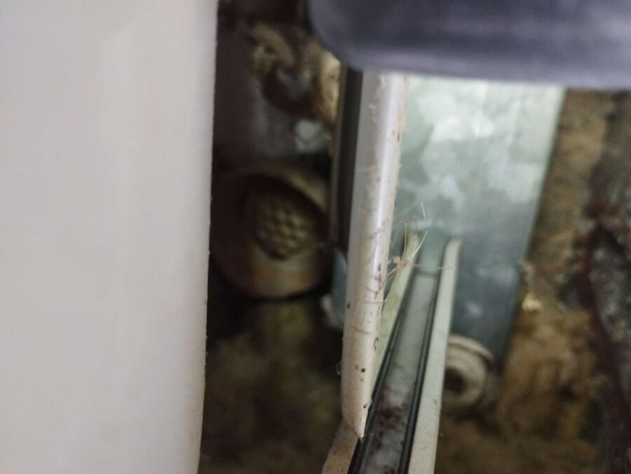 essaim d abeille enlevement