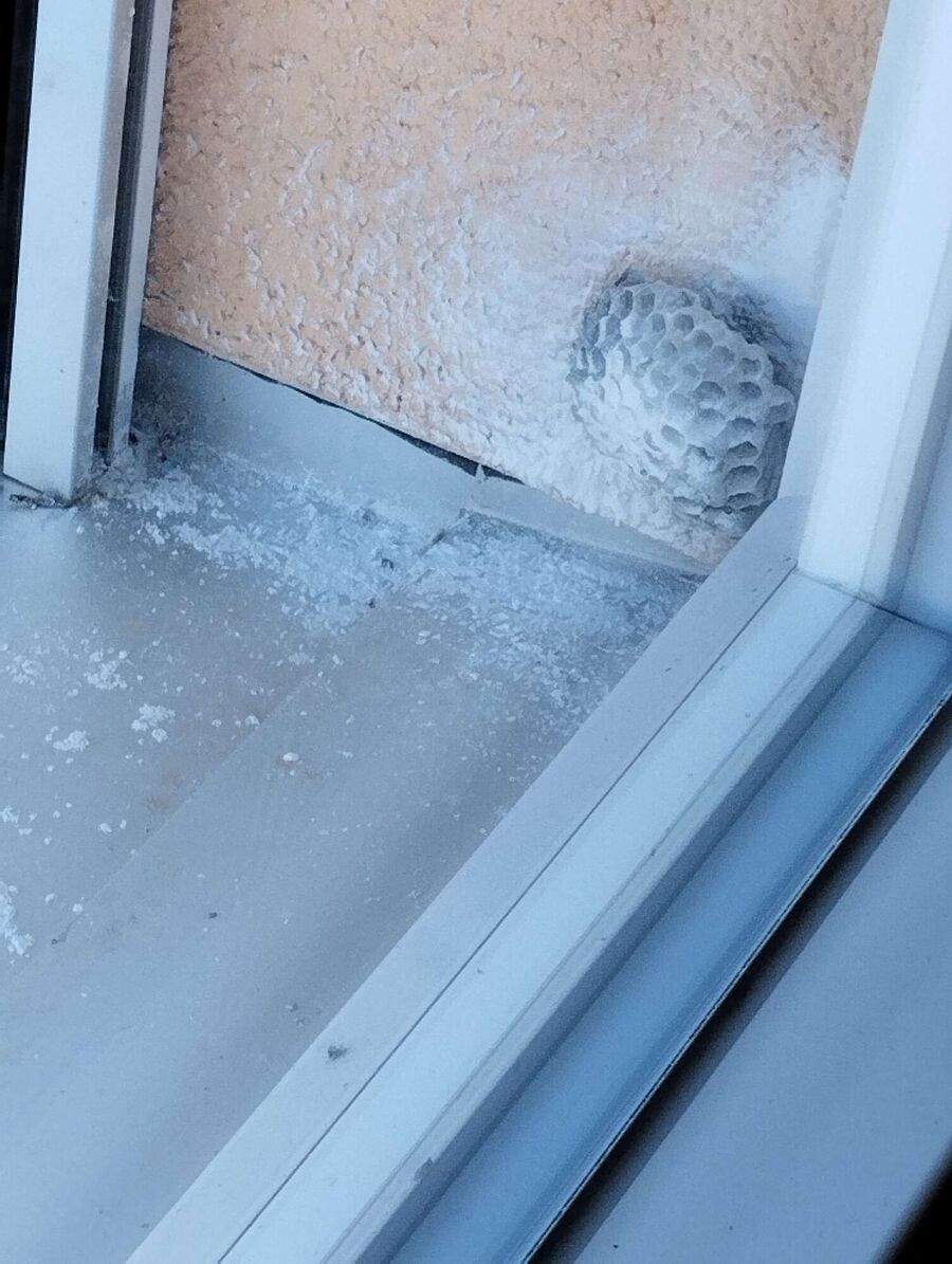 ruche abeille maison que faire