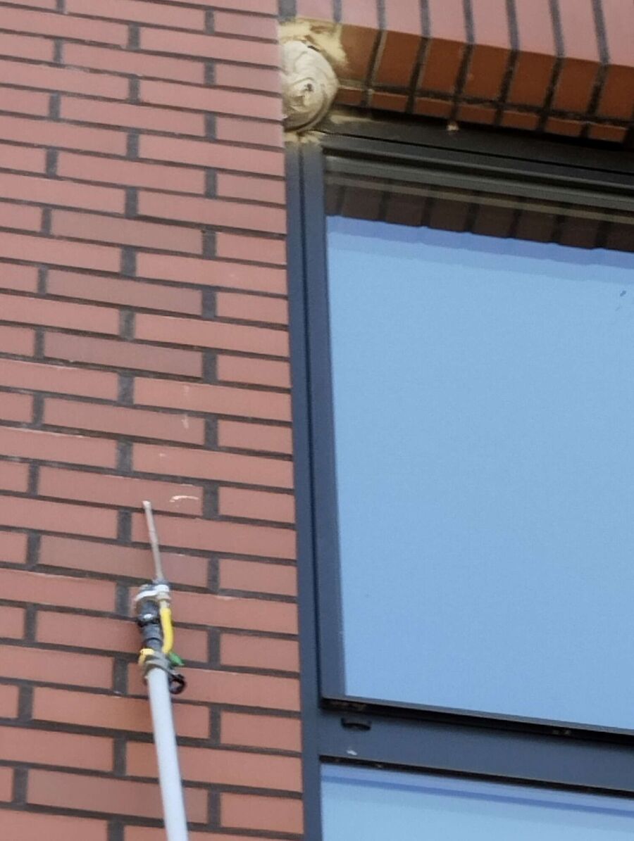 essaim d abeille enlevement