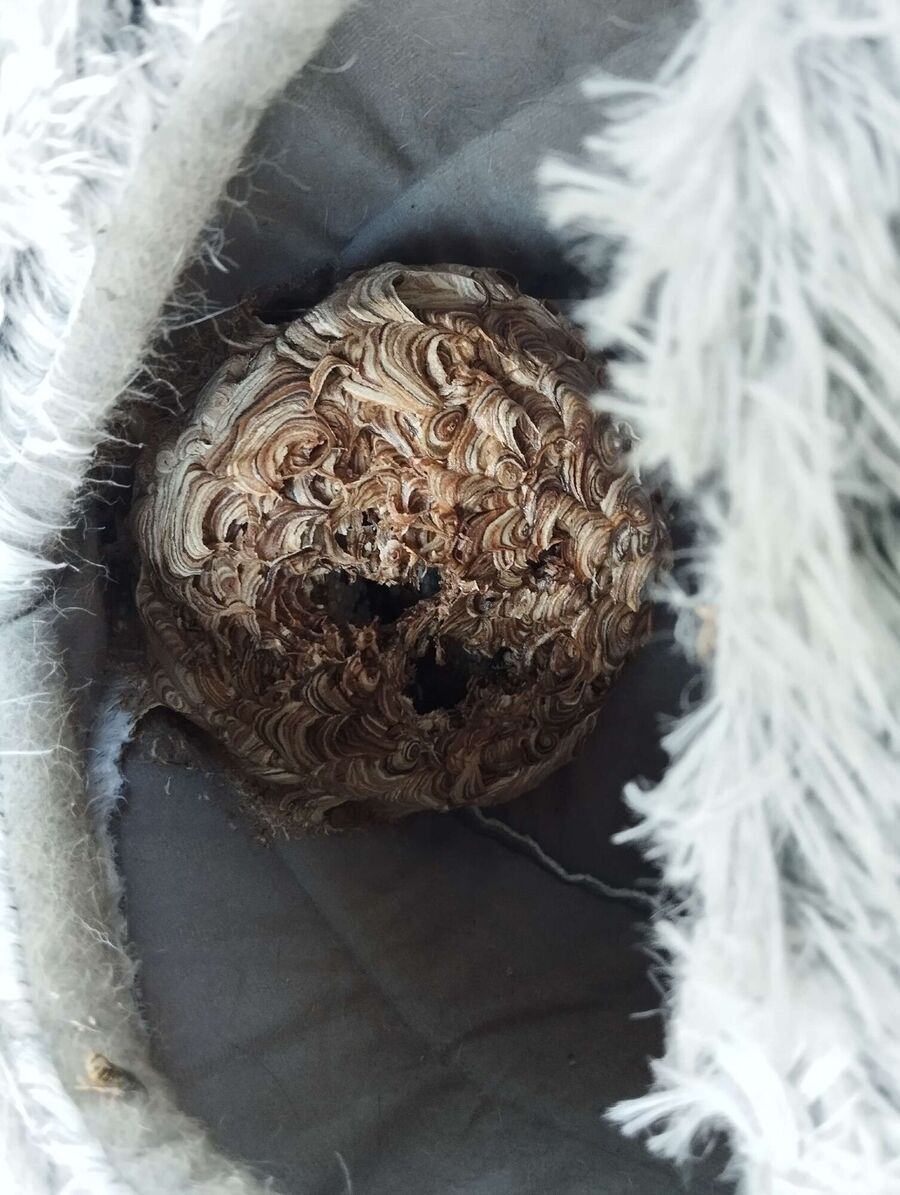 enlever un nid d abeille