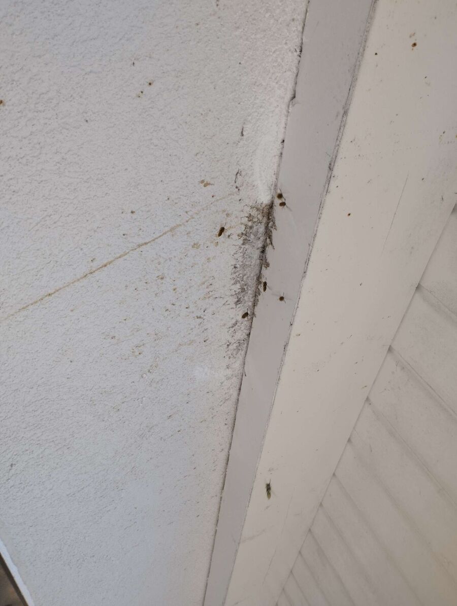 enlever un nid d abeille