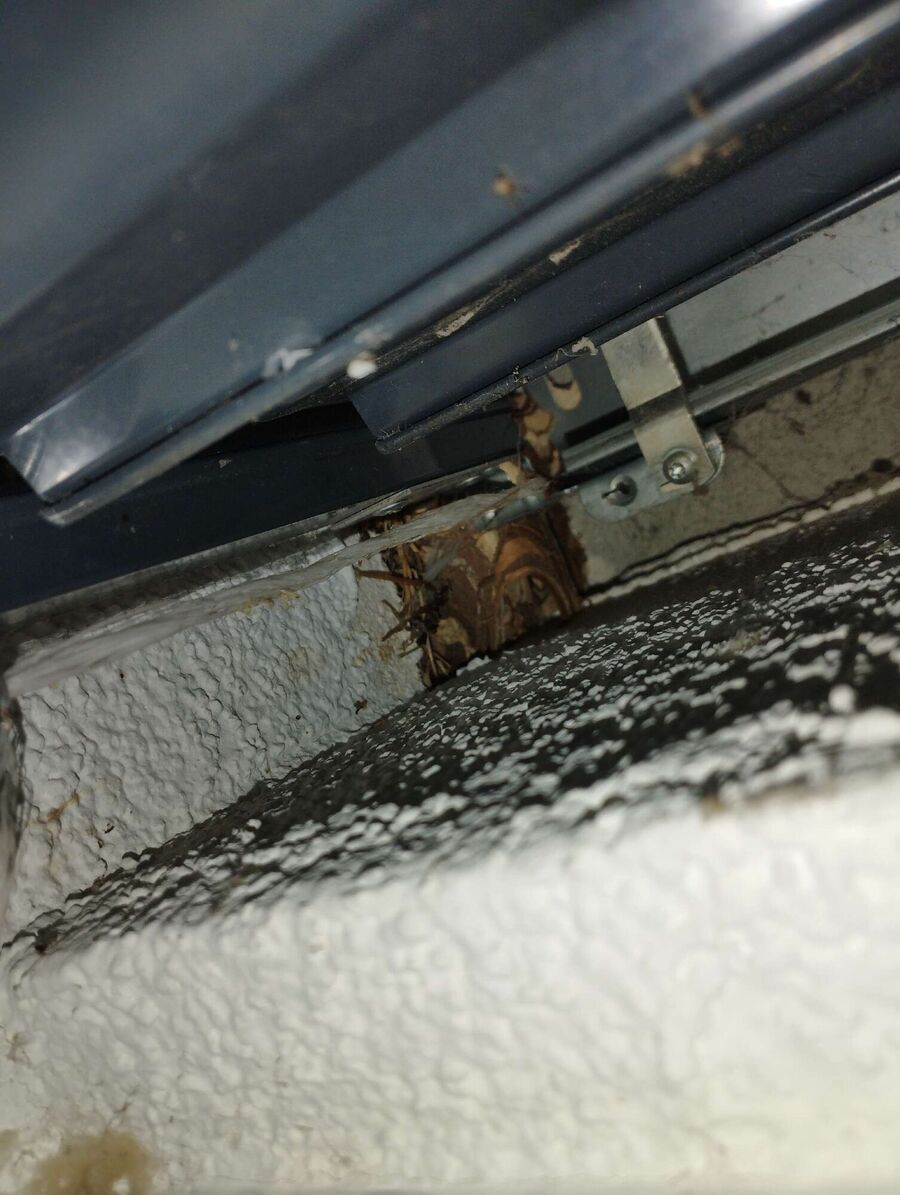 essaim d abeille enlevement