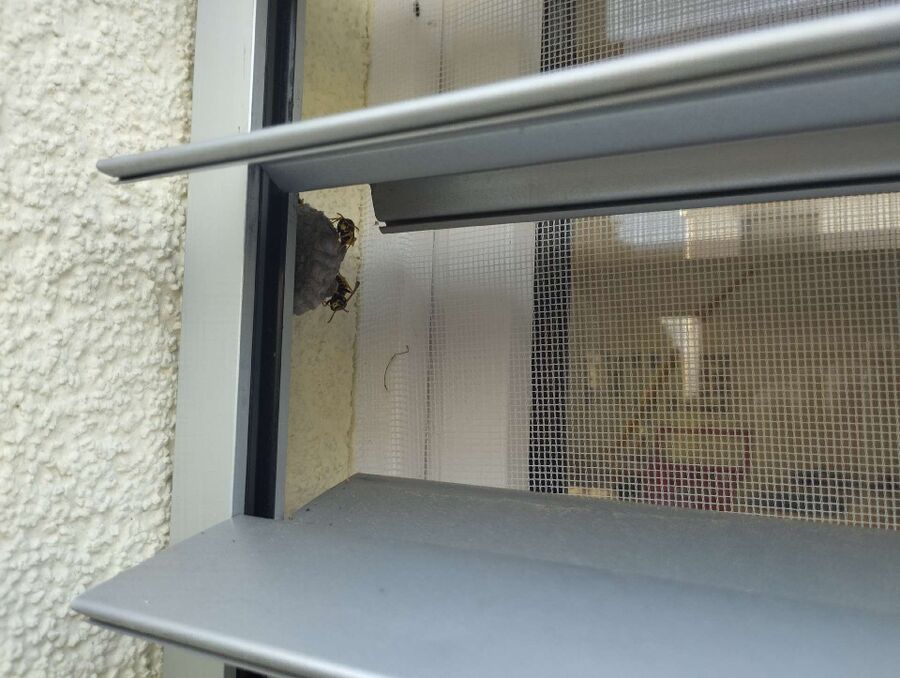 nid d abeille que faire