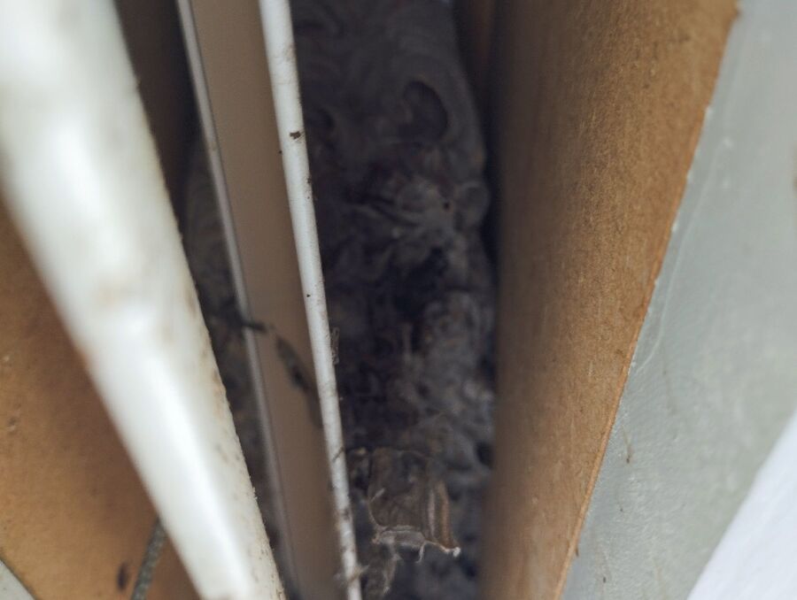 essaim d abeille enlevement