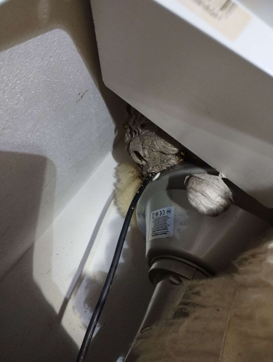 ruche abeille maison que faire