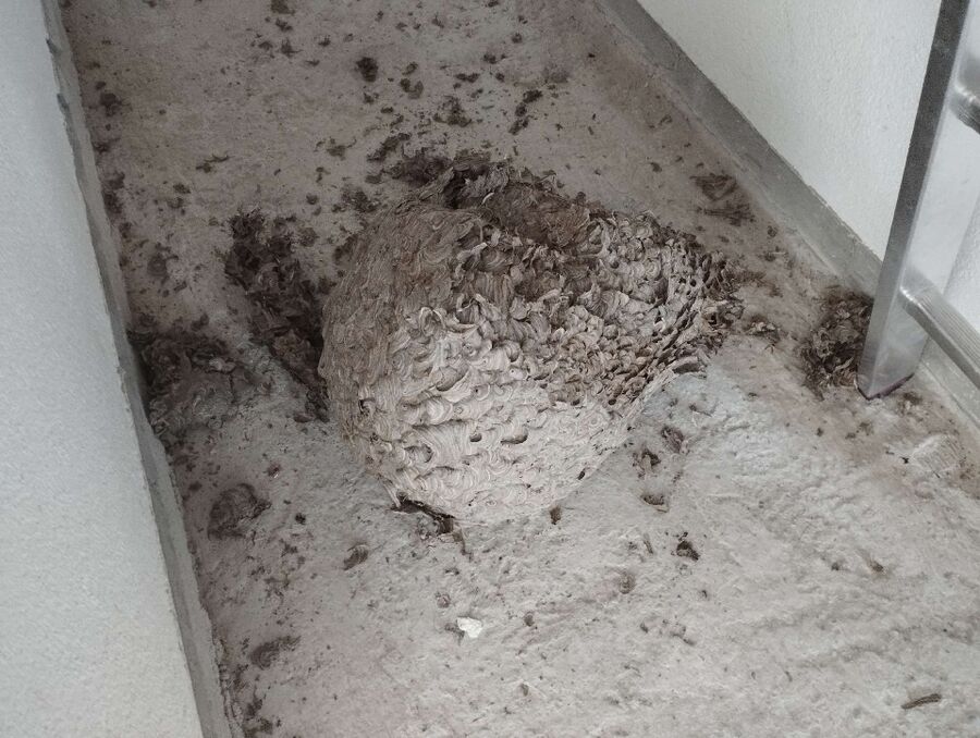 essaim d abeille enlevement