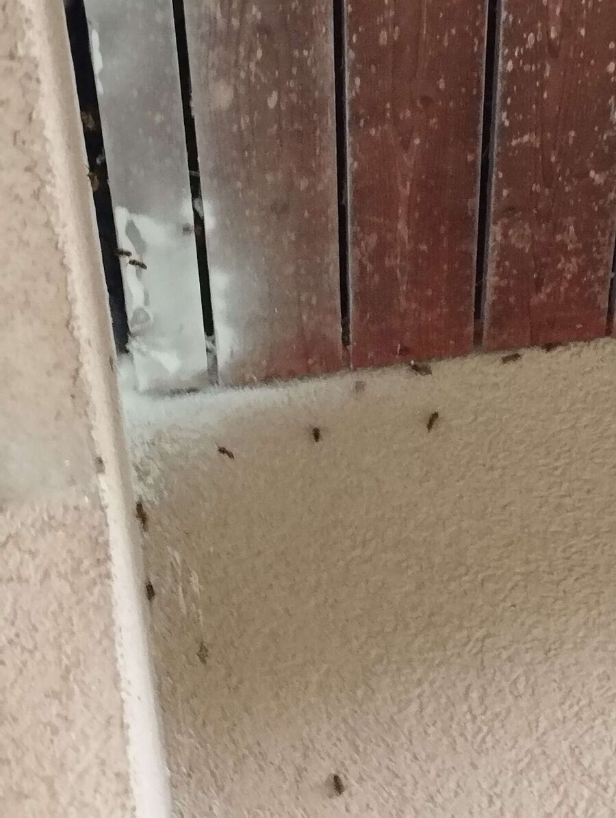 ruche abeille maison que faire