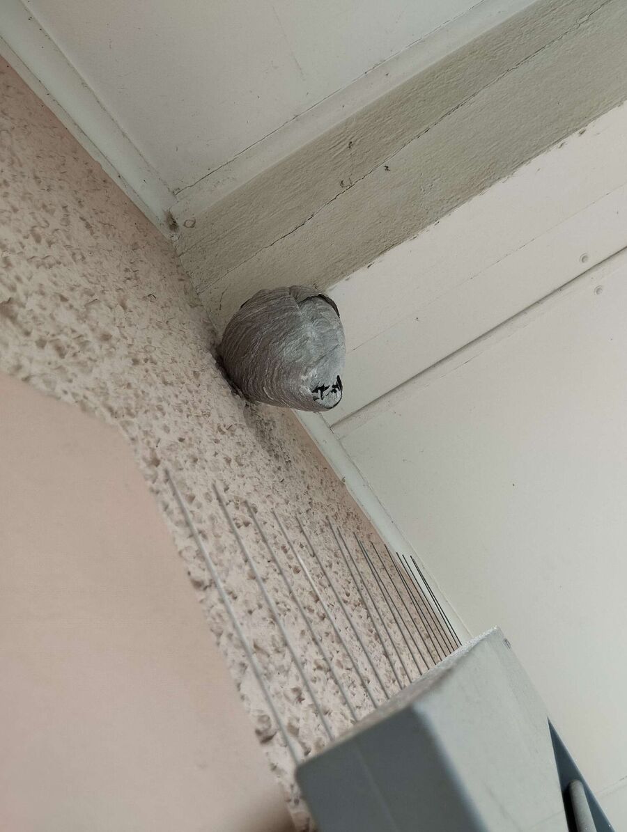 ruche abeille maison que faire