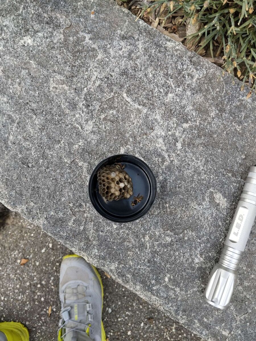 essaim d abeille enlevement