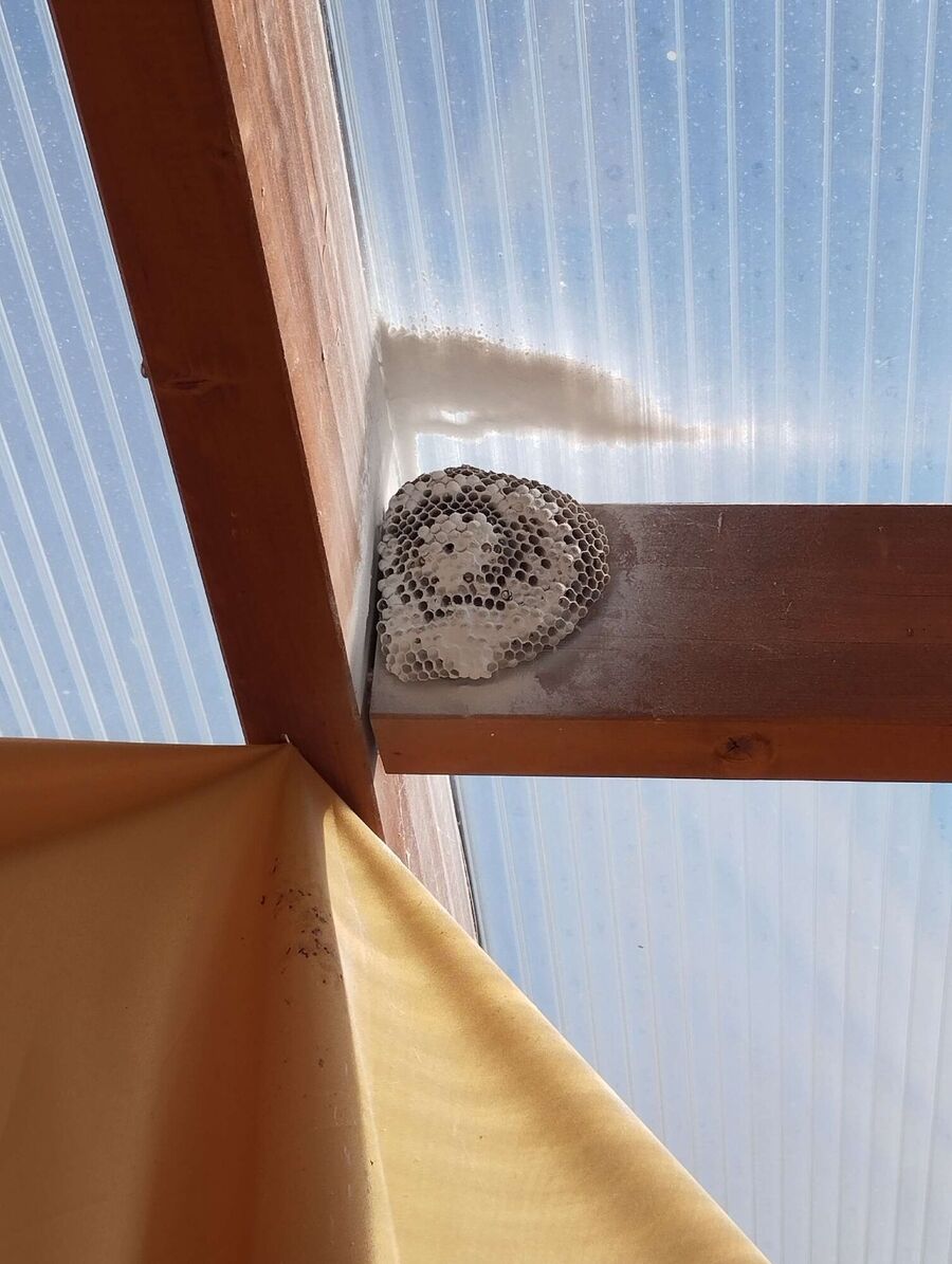 ruche abeille maison que faire