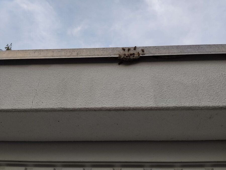 essaim d abeille enlevement