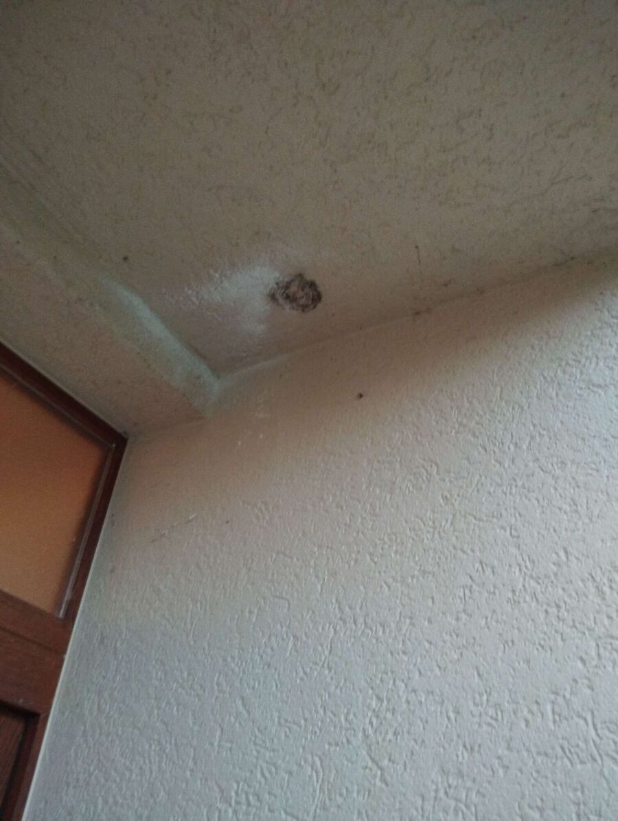 ruche abeille maison que faire