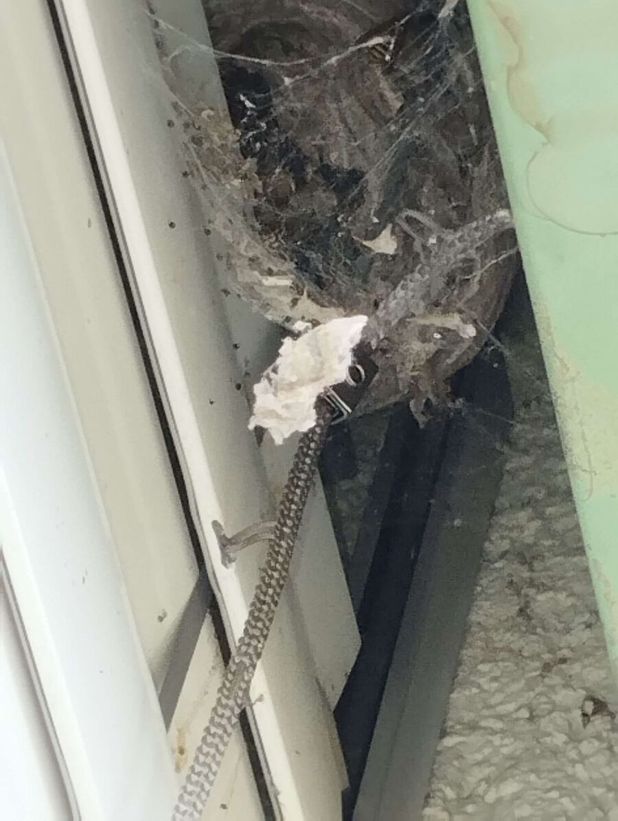 essaim d abeille enlevement