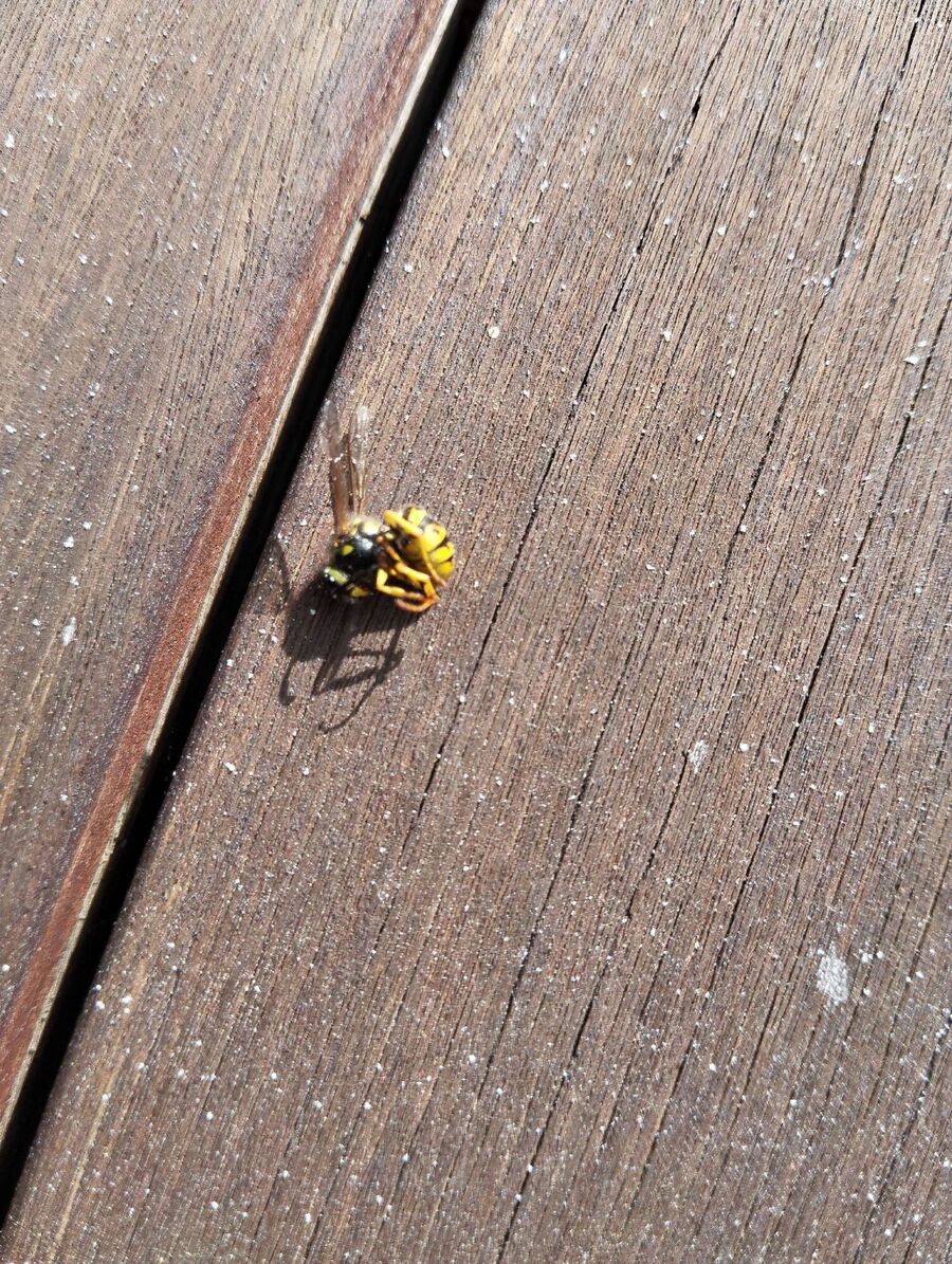 enlever un nid d abeille