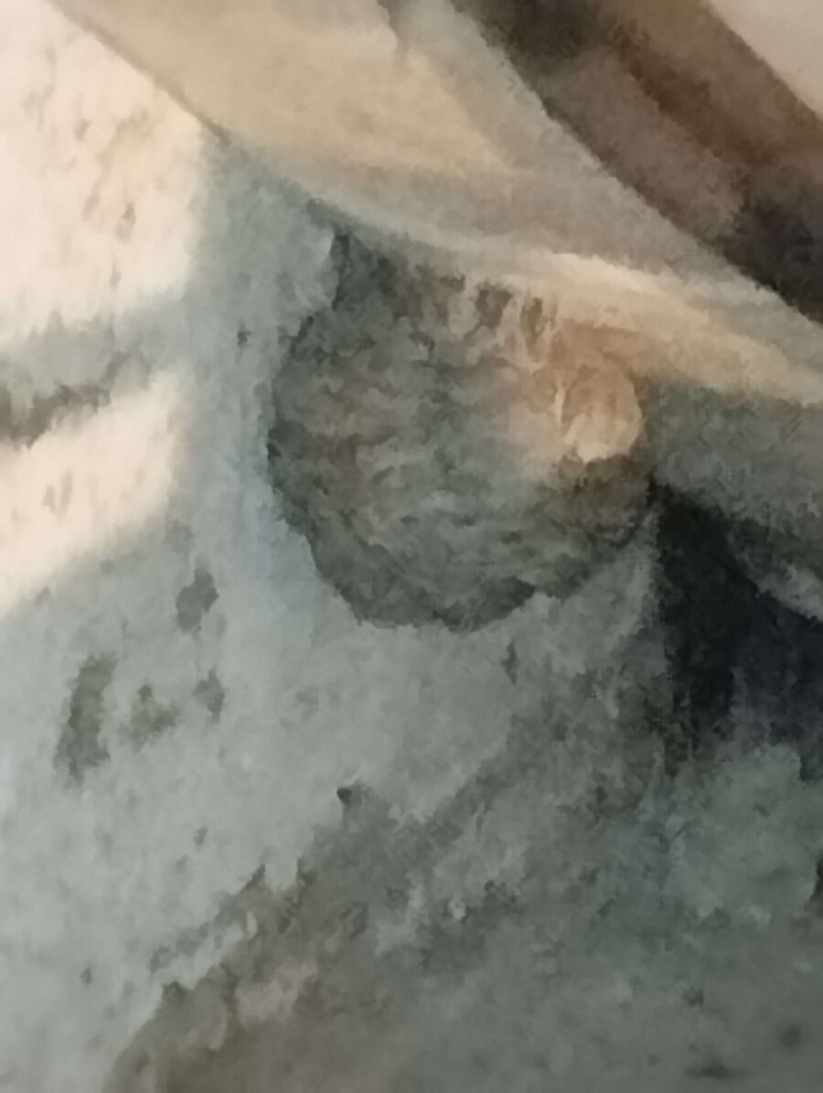 nid d abeille que faire