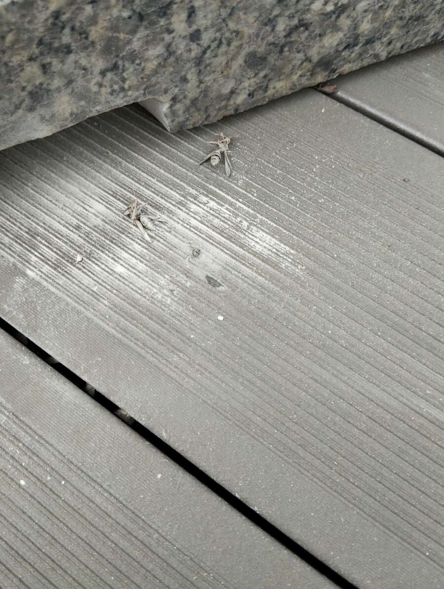 ruche abeille maison que faire