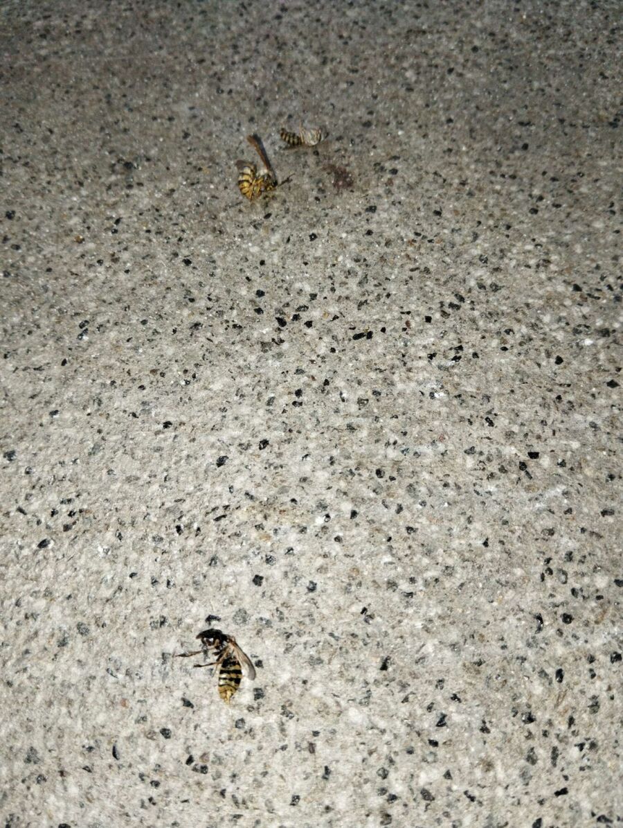 essaim d abeille enlevement