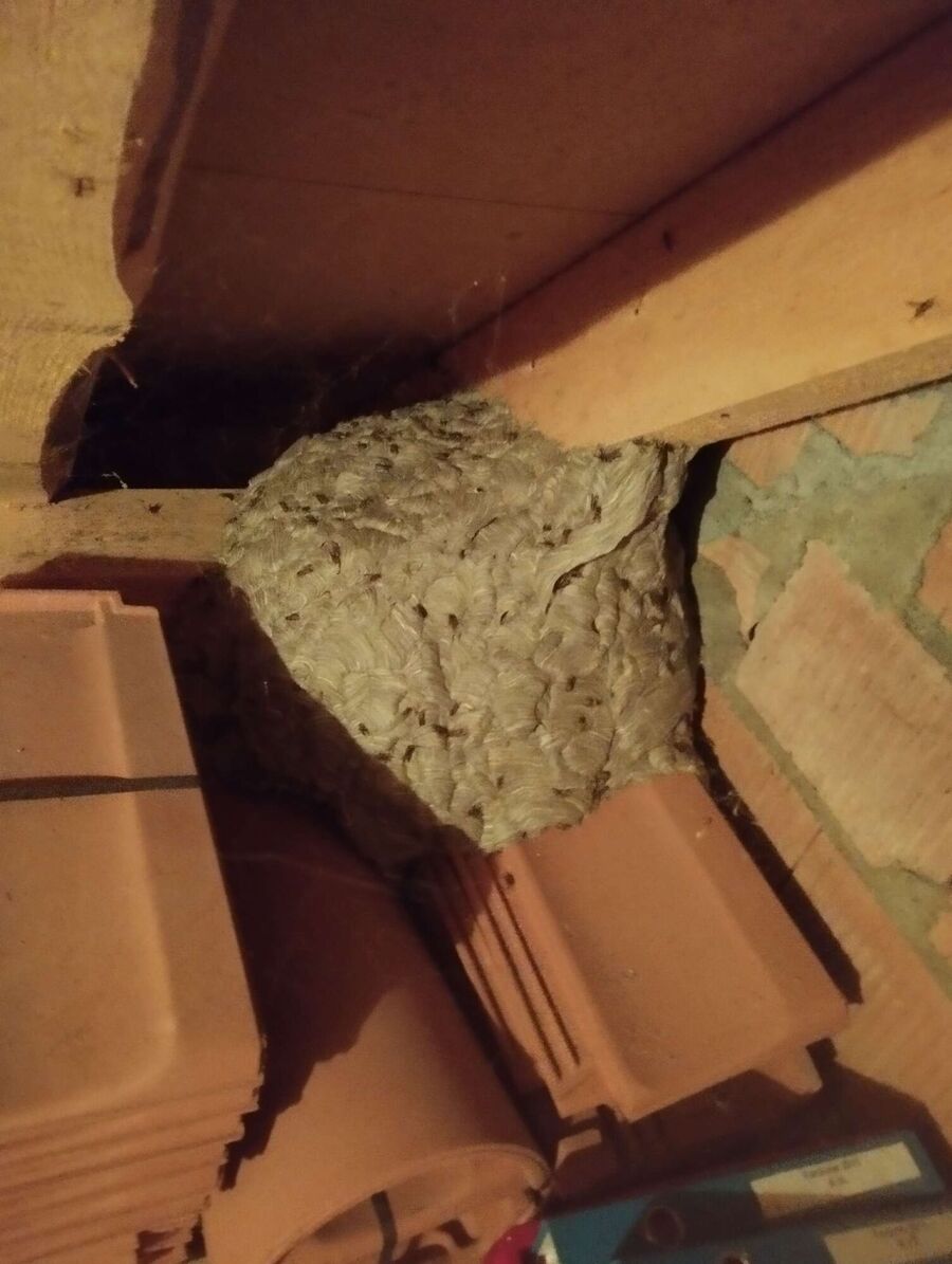 ruche abeille maison que faire