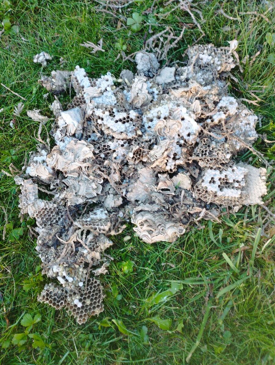 ruche abeille maison que faire