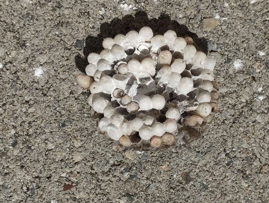 enlever un nid d abeille