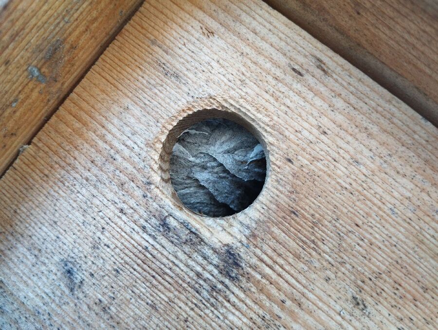 ruche abeille maison que faire