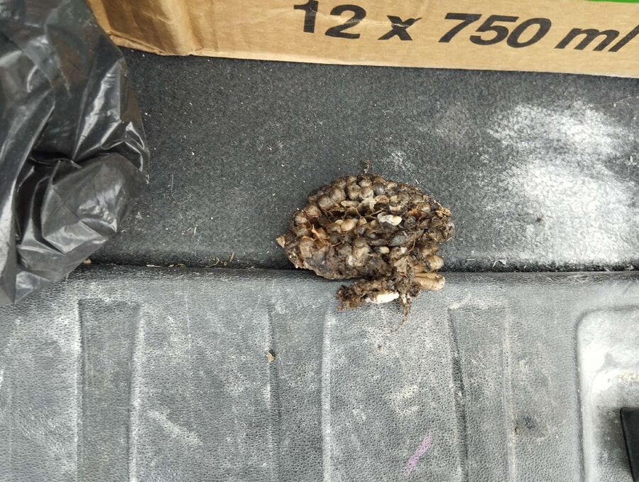 essaim d abeille enlevement