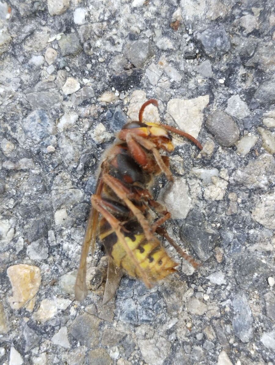 nid d abeille que faire