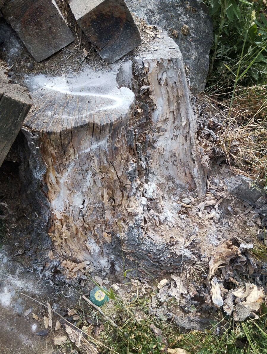 ruche abeille maison que faire